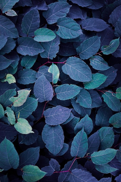 blue japanese knotweed plant leaves in winter season blue background