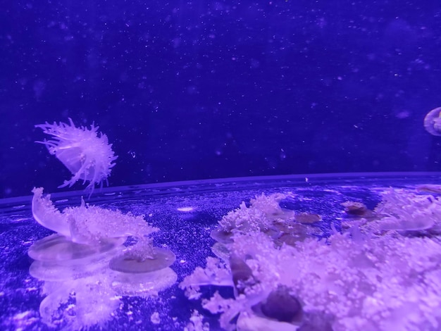 Blue jellyfish background marine photography sea nature