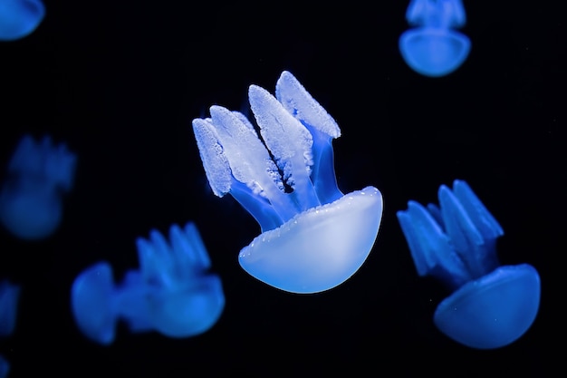 Blue jellyfishes at black aquarium