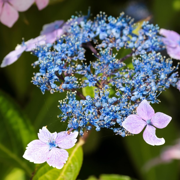 Blue Lacecap Hydrangea