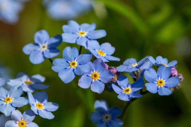 Blue little forget me not flowers on a green background on a sunny day in springtime macro photo