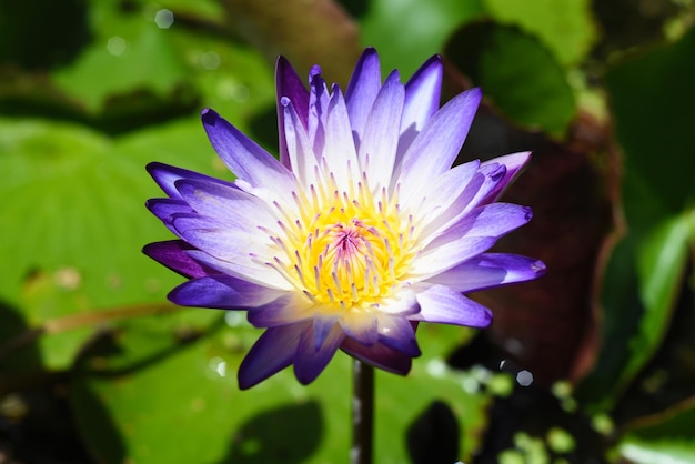 Blue lotus or Water Lily growing in Vietnam close up