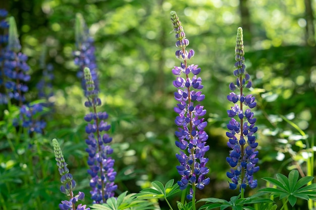 Blue lupines flowering in the meadow