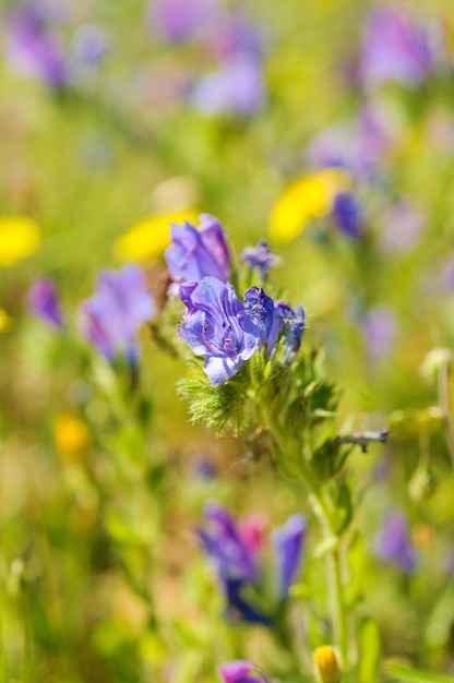 Blue meadow flower floral background macro image