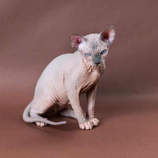 Blue mink and white color Sphinx Cat 4 months old with blue eyes sitting