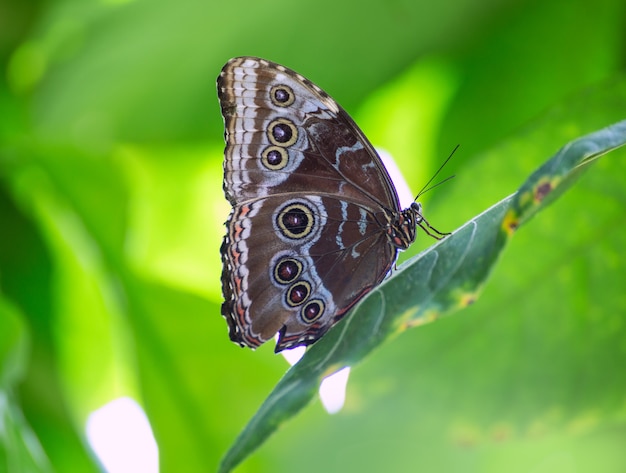 Blue Monrpho Butterfly Peleides in red leaf