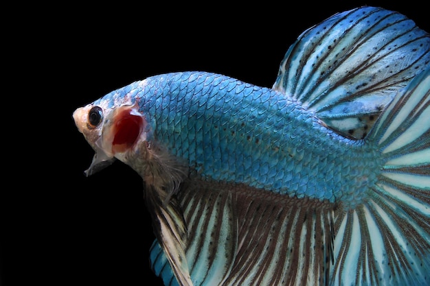 Blue monster giant betta fish