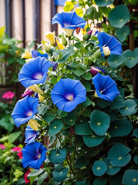 Blue Morning Glory flower in garden