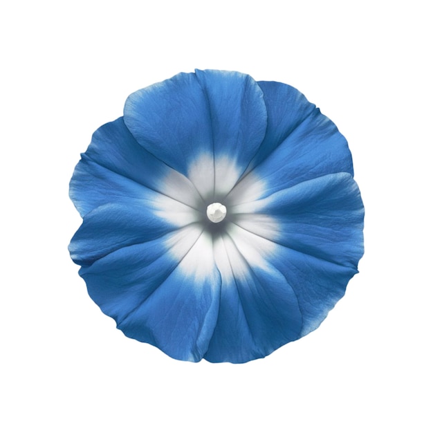 Blue morning glory with a white center isolated on white background