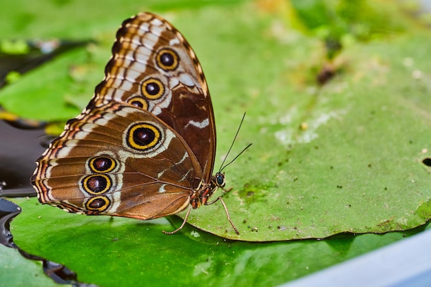 Blue Morpho butterfly resting on water lettuce leaf on water with wings closed