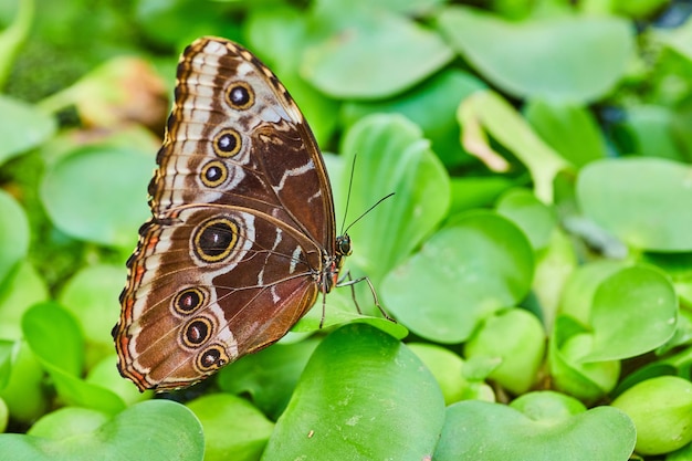 Blue Morpho butterfly with closed brown wings resting on green background of water lettuce