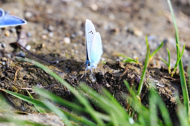 Blue Morpho Morpho butterfly Morpho anaxibia tropic blue butterfly exotic shiny blue butterfly