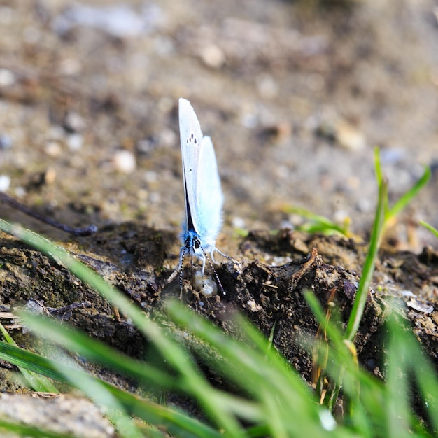 Blue Morpho Morpho butterfly Morpho anaxibia tropic blue butterfly exotic shiny blue butterfly