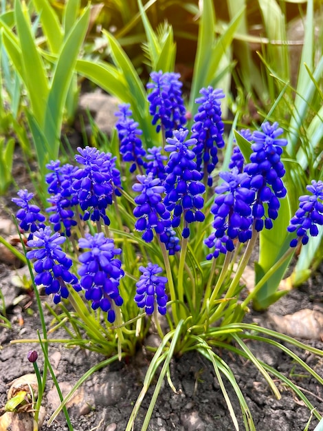 Blue Muscari flowers A group of Grape hyacinth Muscari armeniacum blooming in the spring Selective focus