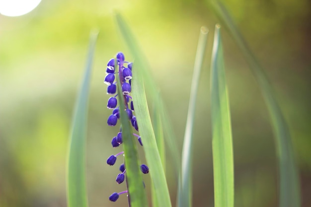 blue muscari flowers in spring garden as soft close up with warm light