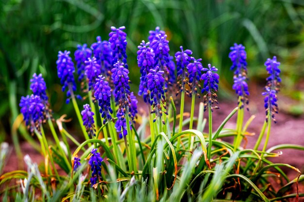 Blue muscari flowers in the spring garden