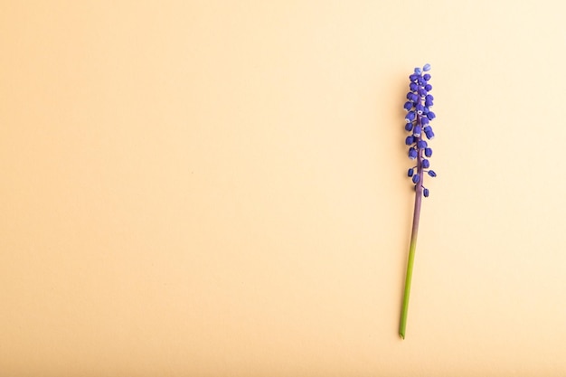 Blue muscari or murine hyacinth flower on orange pastel background top view copy space