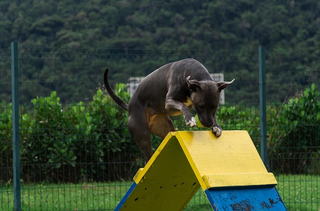 Blue nose Pit bull dog playing and having fun in the park Grassy floor agility ramp ball Selective focus Dog park