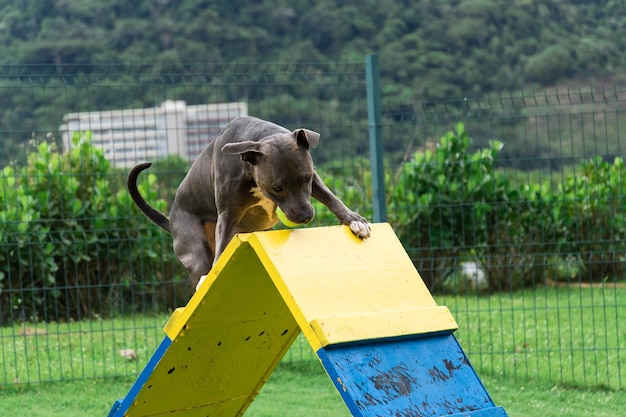 Blue nose Pit bull dog playing and having fun in the park Grassy floor agility ramp ball Selective focus Dog park