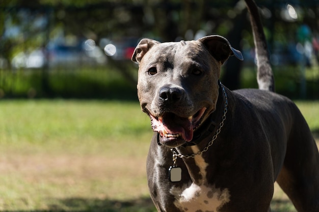 Blue nose Pit bull dog playing and having fun in the park Selective focus Summer Sunny day