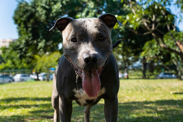 Blue nose Pit bull dog playing and having fun in the park Selective focus Summer Sunny day