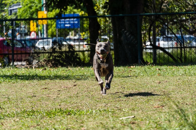 Blue nose Pit bull dog playing and having fun in the park Selective focus Summer Sunny day