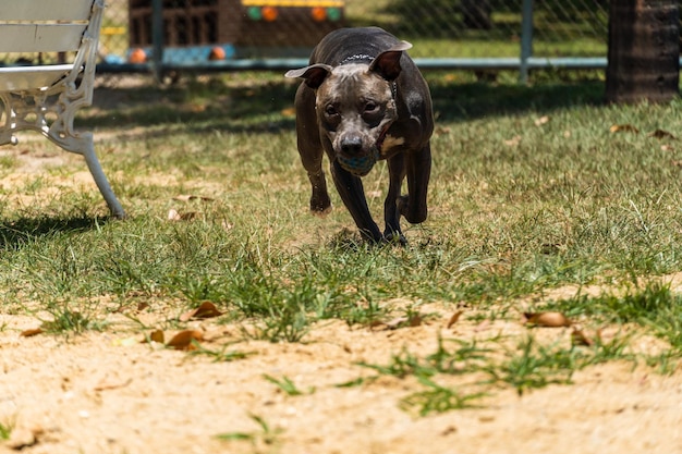 Blue nose Pit bull dog playing and having fun in the park Selective focus Sunny day