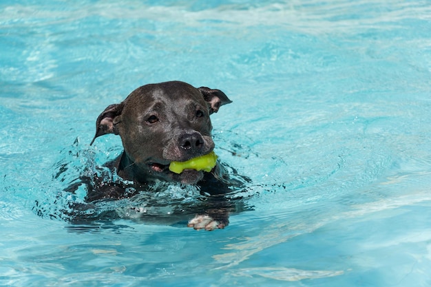 Blue nose Pit bull dog swimming in the pool Dog plays with the ball while exercising and having fun sunny day