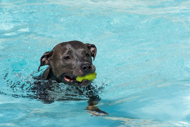 Blue nose Pit bull dog swimming in the pool Dog plays with the ball while exercising and having fun sunny day