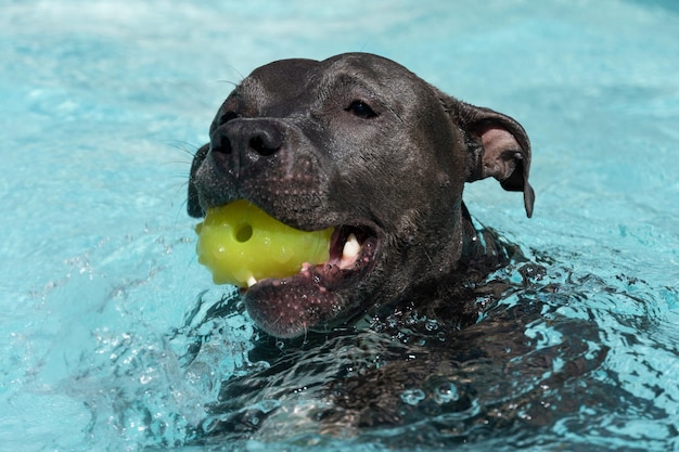 Blue nose Pit bull dog swimming in the pool Dog plays with the ball while exercising and having fun sunny day