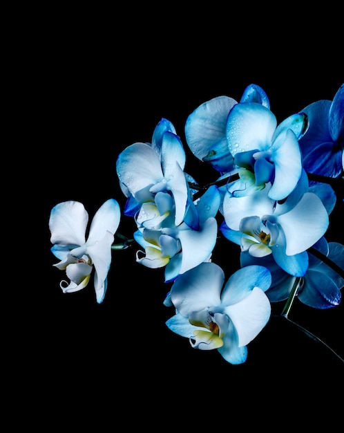 Blue orchid