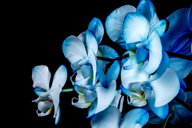 Blue orchid