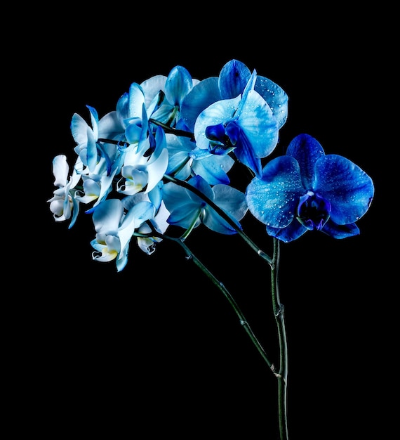 Blue orchid