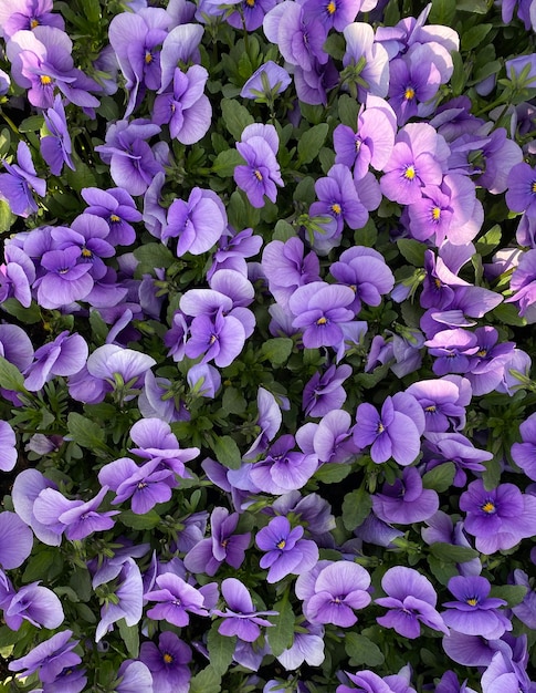 blue pansies bloom in the flowerbed. blue flowers