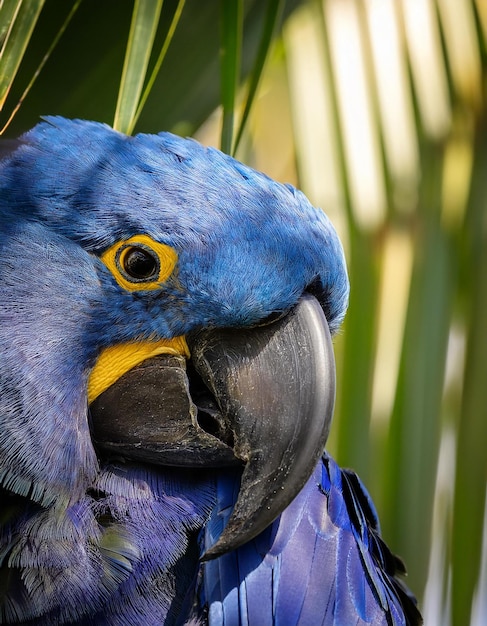 Photo a blue parrot is sitting in a palm tree