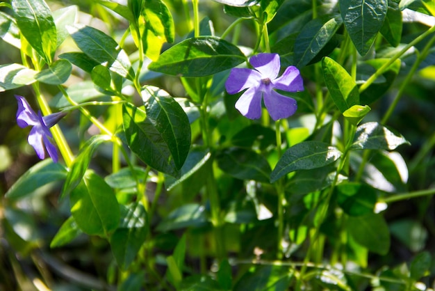 Blue periwinkle vinca minor