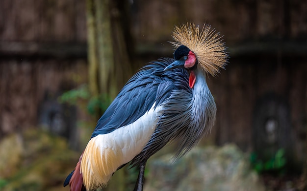 Blue Pheasant Wildlife Animal