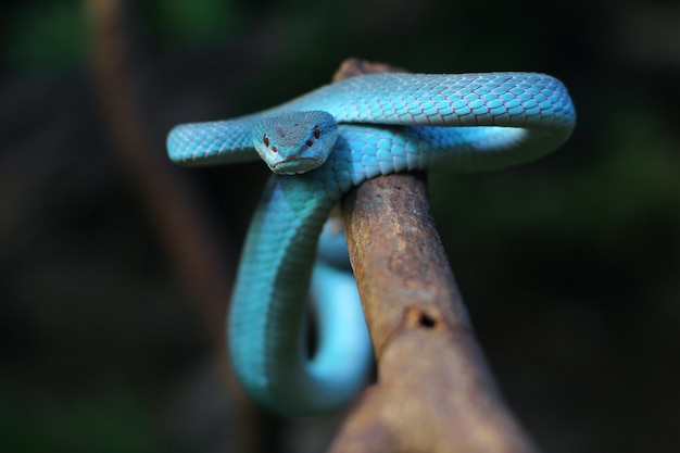 Blue pit viper is a venomous snake found across the lesser Sunda Islands of Indonesia