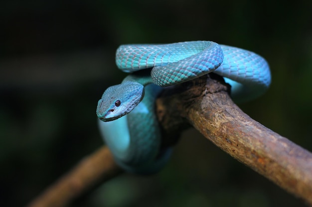 Blue pit viper is a venomous snake found across the lesser Sunda Islands of Indonesia