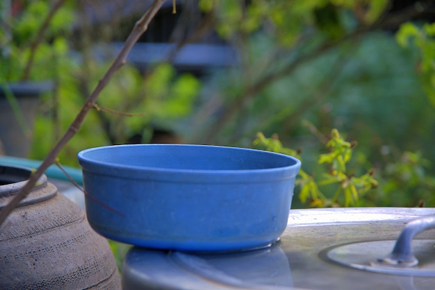 The blue plastic basin with the water, water bowl, and Frangipani, Plumeria, flower.