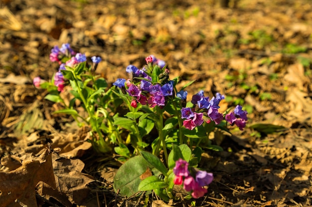 Blue purple flowers lungwort Pulmonaria on spring forest natural background. Close up. Selective soft focus. Shallow depth of field. Text copy space.