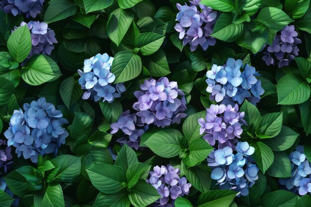 Photo blue and purple hydrangea blooms amid green leaves