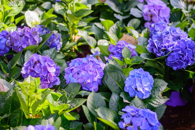 blue and purple hydrangea flower