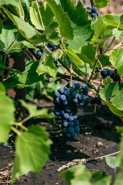 Blue Ripe Grapes Hang on Vine