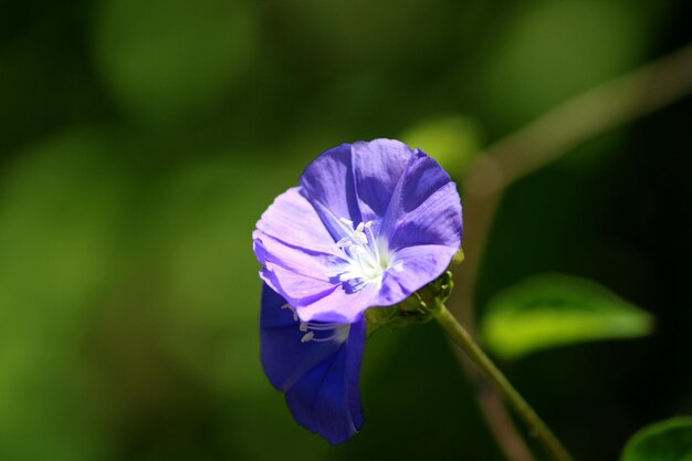 Blue Rock Bindweed flowers with copy space