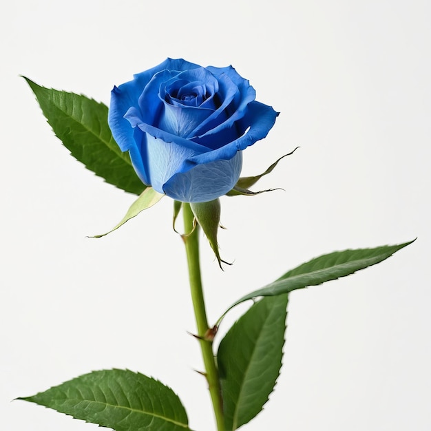 a blue rose with the word quot rose quot on it