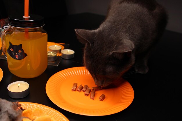 Blue russian grey cat eating from orange paper plate Jug full of soda lit candles Halloween party