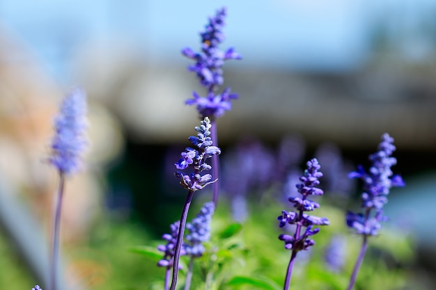 Blue Salvia flower in the garden