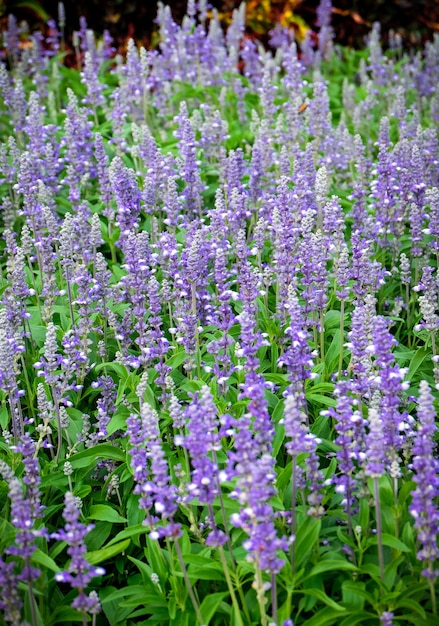 Blue salvia purple flowers. salvia flowers in the garden.