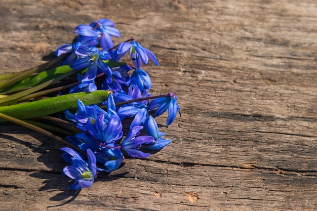 Blue scilla flowers on rustic wooden background First spring flowers Greeting card for Valentine's Day Woman's Day and Mother's Day Top view copy space